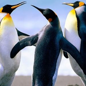 Meet your Posher, Latrice